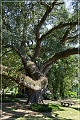 melrose_plantation_18