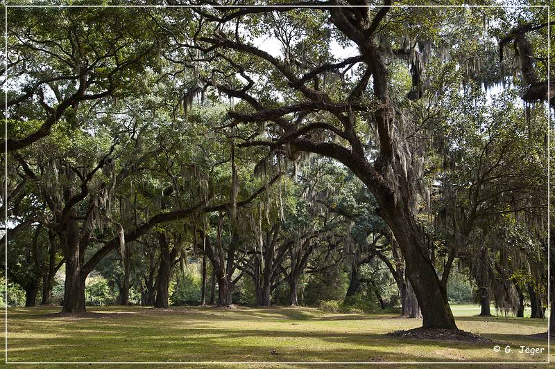 greenwood_plantation_27.jpg