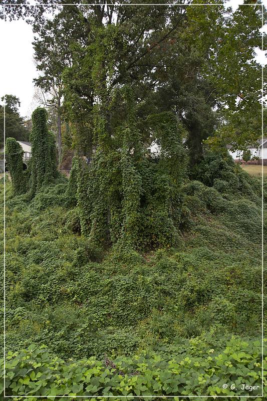 natchez_kudzu_01.jpg