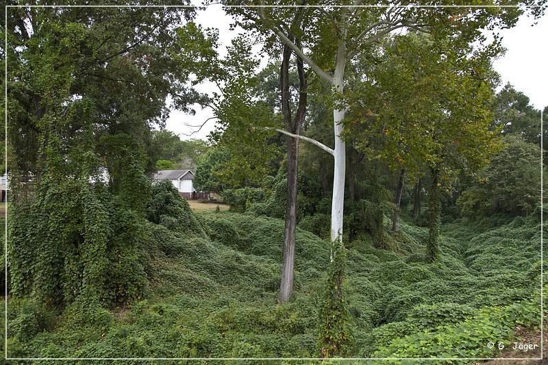 natchez_kudzu_02.jpg