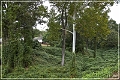 natchez_kudzu_02