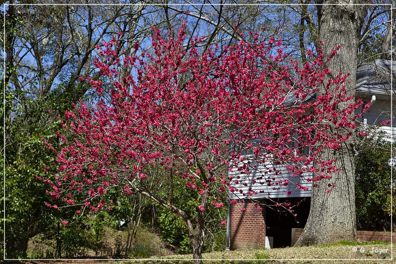 natchez_houses_01.jpg