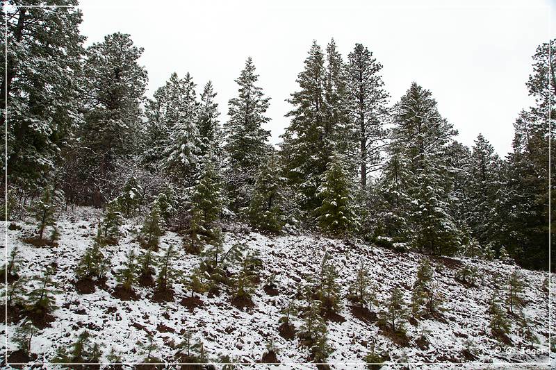 chuska_mountains_winter_10.jpg