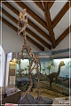 flagstaff_museum_01