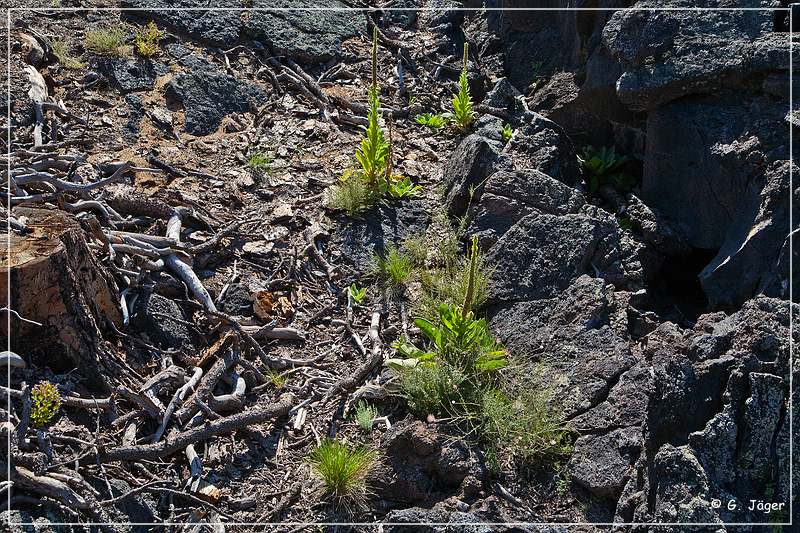 sunset Crater_nm_11.jpg