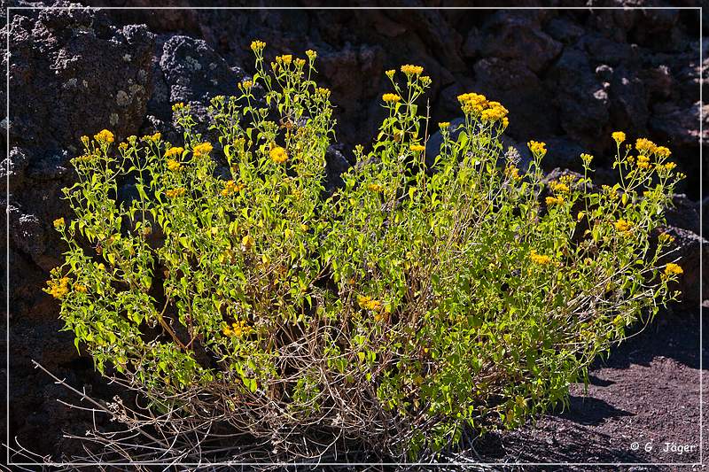 sunset Crater_nm_16.jpg