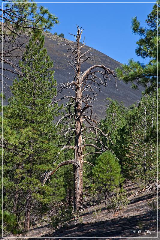 sunset Crater_nm_23.jpg