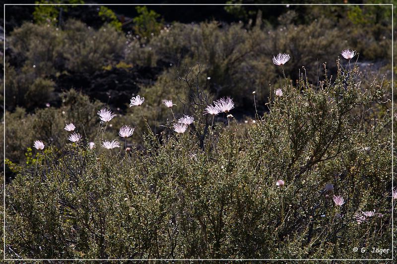 sunset Crater_nm_36.jpg