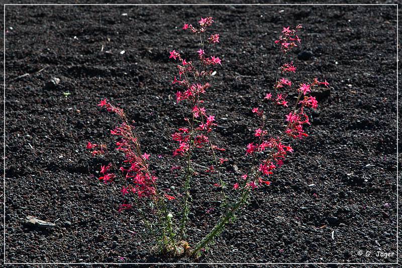 sunset Crater_nm_41.jpg