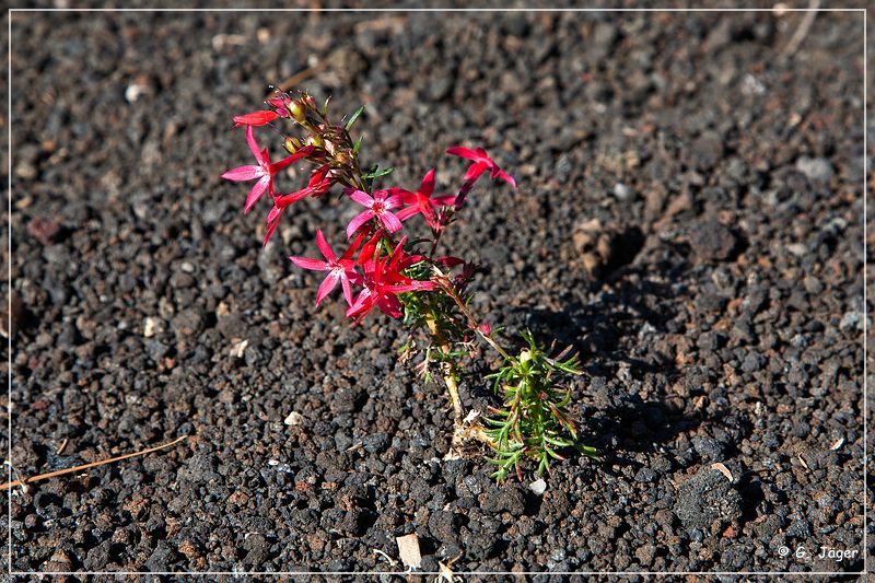 sunset Crater_nm_42.jpg