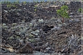 sunset Crater_nm_06