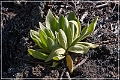 sunset Crater_nm_39