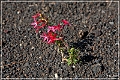 sunset Crater_nm_42