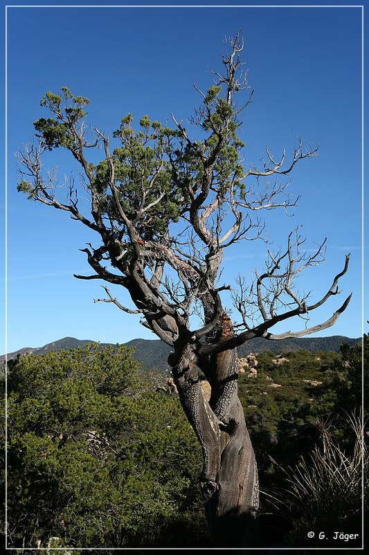 chiricahua_nm_2006_02.jpg