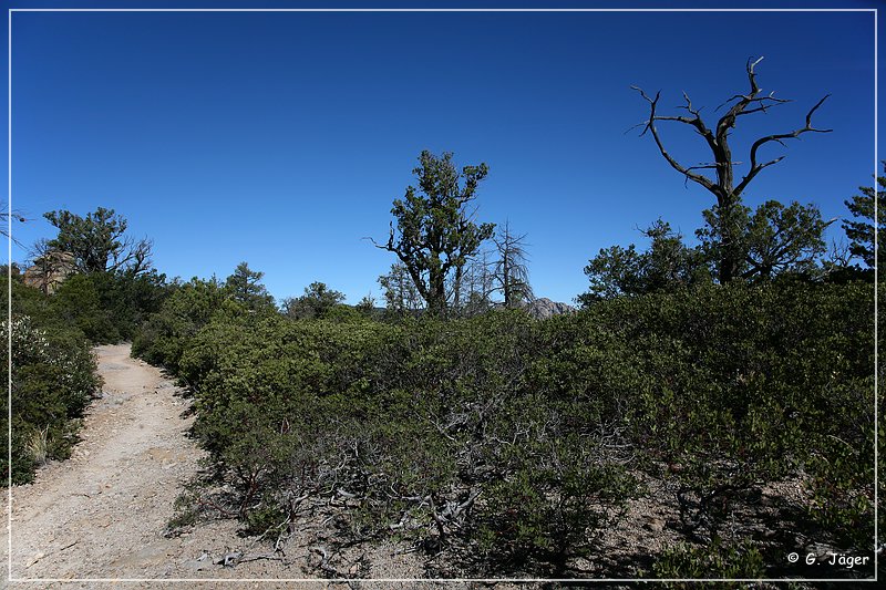 chiricahua_nm_2006_20.jpg