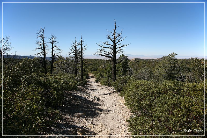 chiricahua_nm_2006_24.jpg