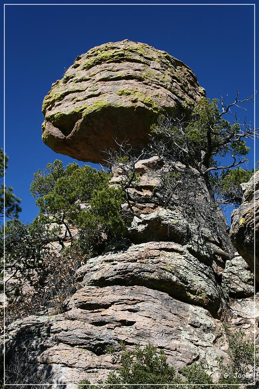 chiricahua_nm_2006_26.jpg