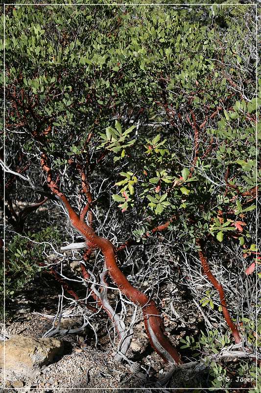 chiricahua_nm_2006_33.jpg