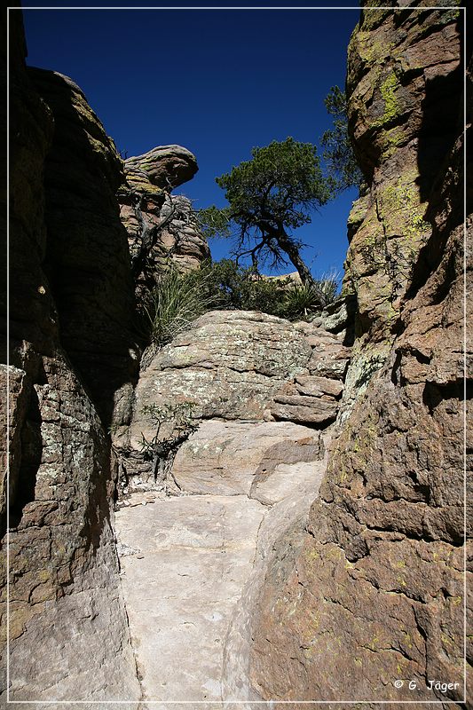 chiricahua_nm_2006_73.jpg