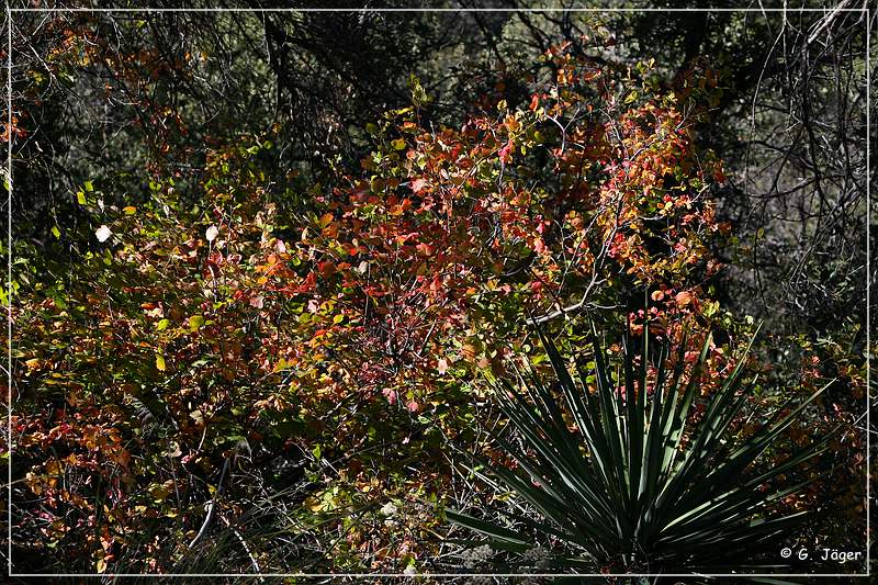 chiricahua_nm_2006_92.jpg