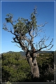 chiricahua_nm_2006_02