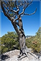 chiricahua_nm_2009_19