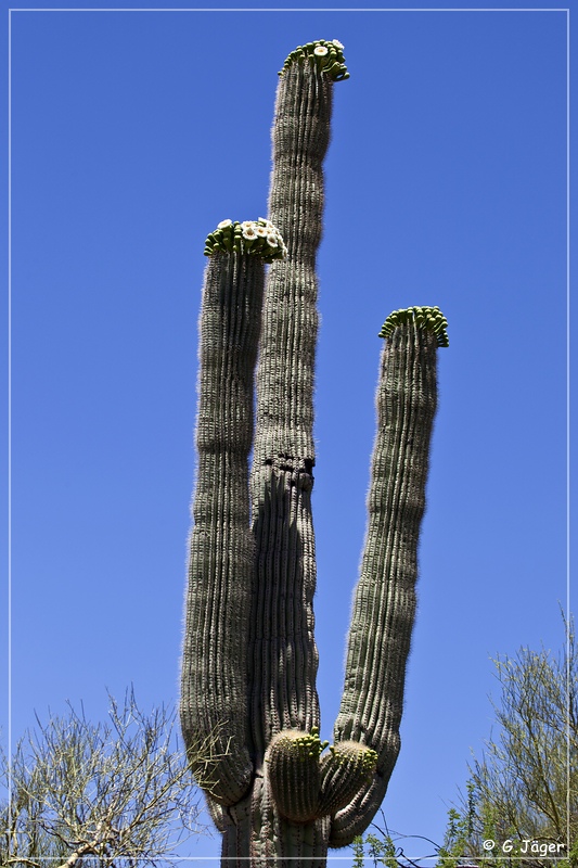 desert_pine_road_02a.jpg