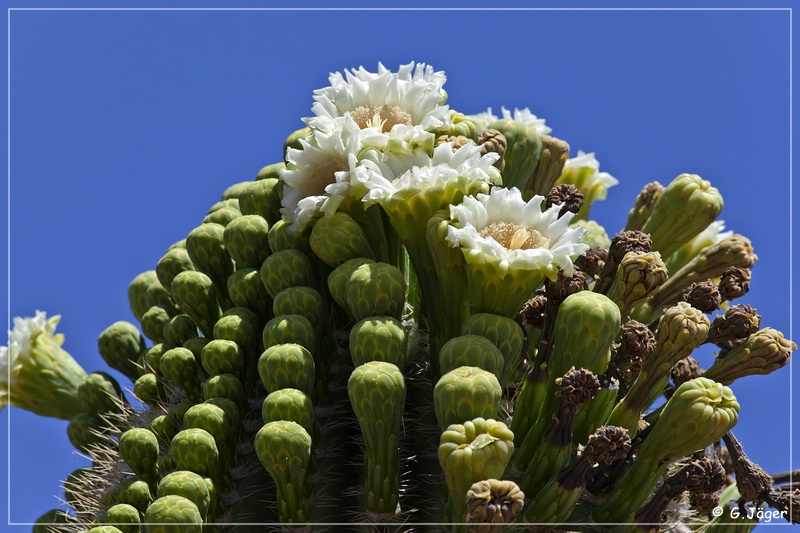 desert_pine_road_15b.jpg