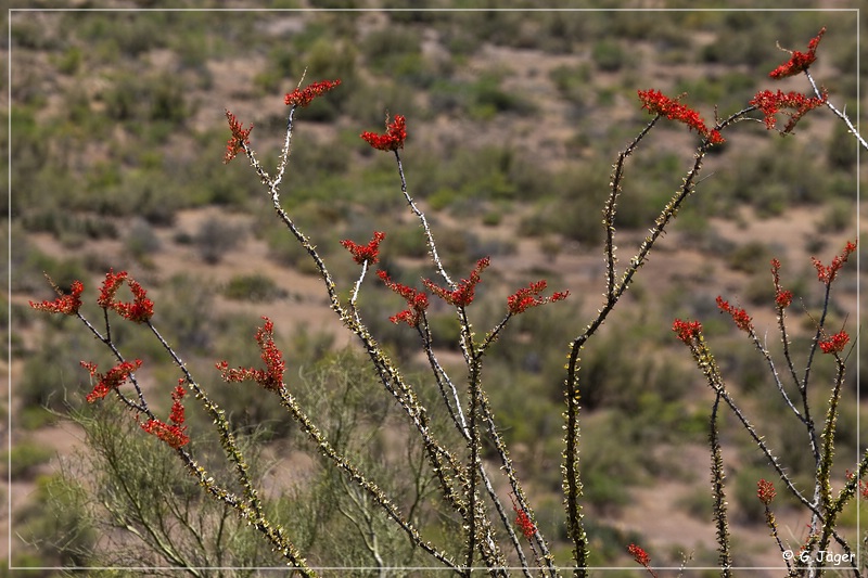 desert_pine_road_17.jpg