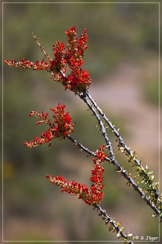 desert_pine_road_19.jpg