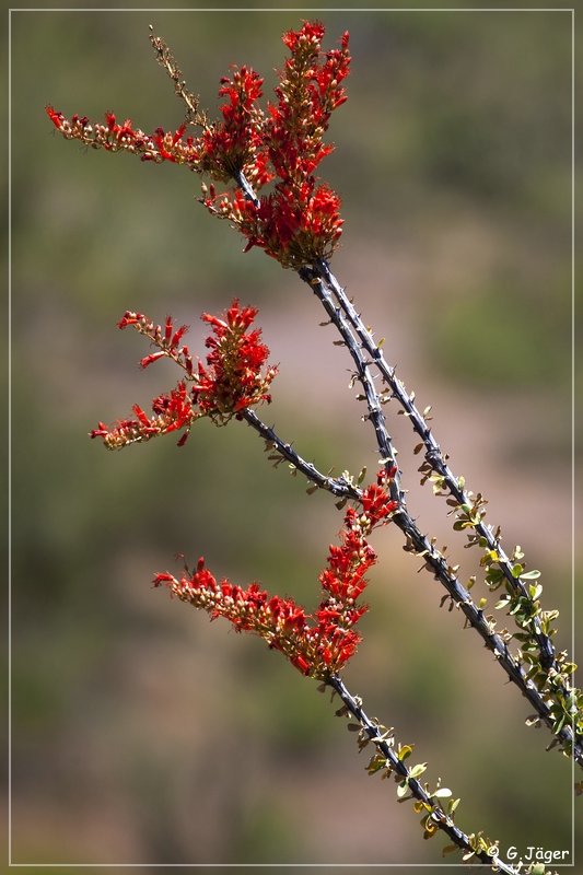 desert_pine_road_19b.jpg