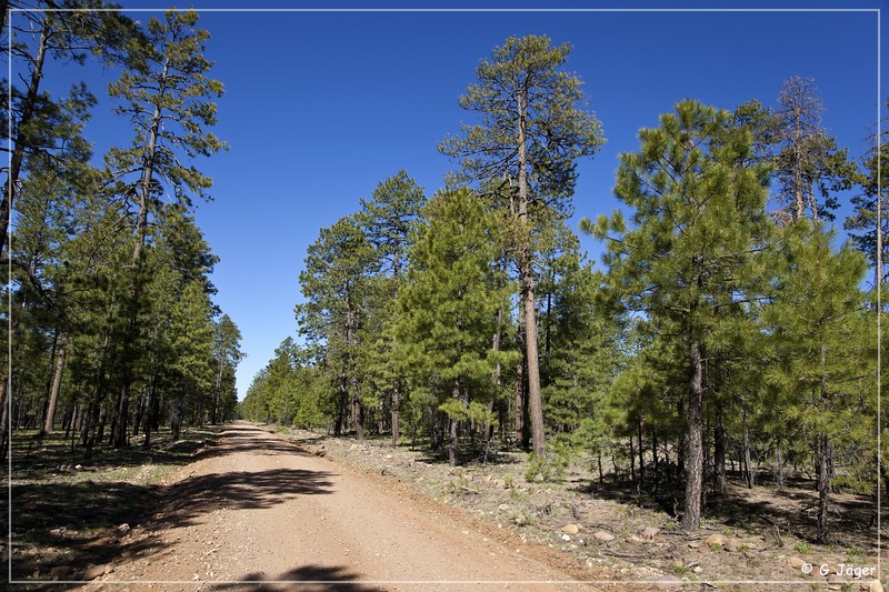 desert_pine_road_33.jpg