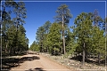 desert_pine_road_33