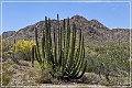 ajo_scenic_loop_02