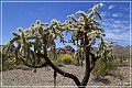 ajo_scenic_loop_12