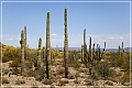 ajo_scenic_loop_19