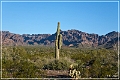 kofa_az_04