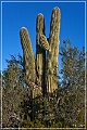 kofa_az_05