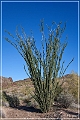 kofa_az_06