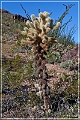 kofa_az_29