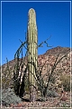 kofa_az_30