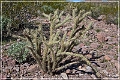 kofa_az_41