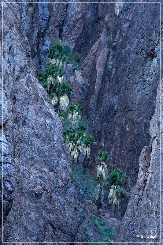 kofa_palm_canyon_10.jpg