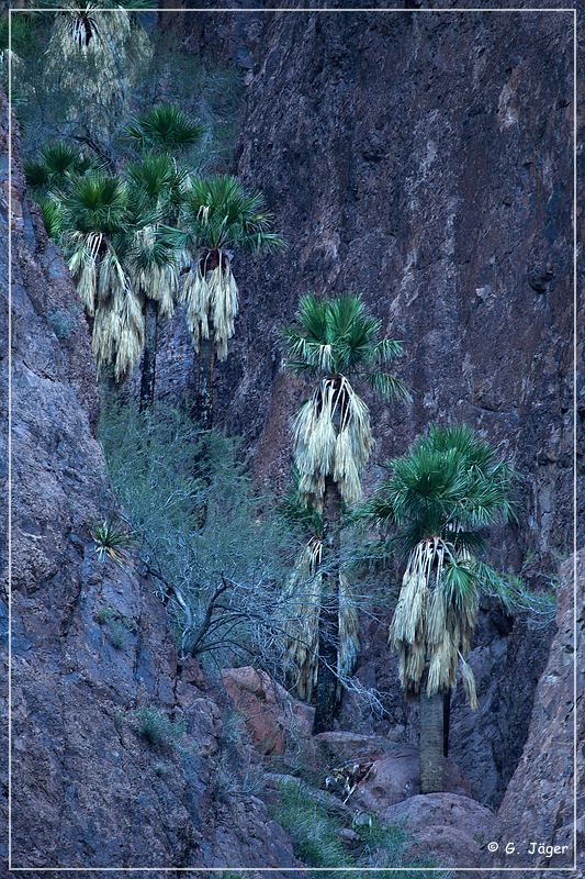 kofa_palm_canyon_11.jpg