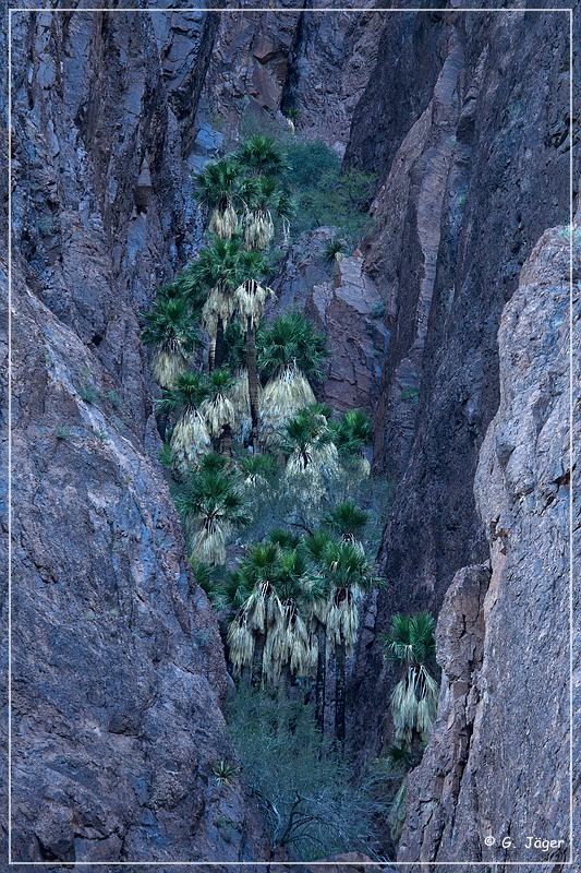 kofa_palm_canyon_12.jpg