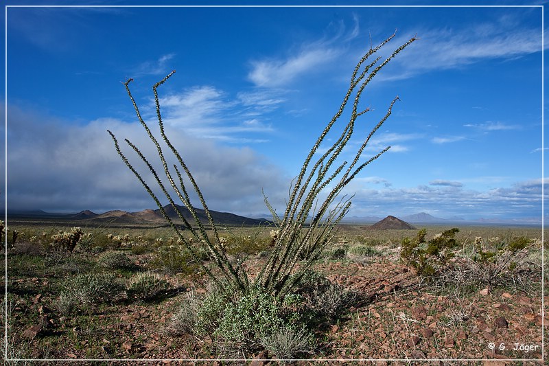 kofa_palm_canyon_16.jpg