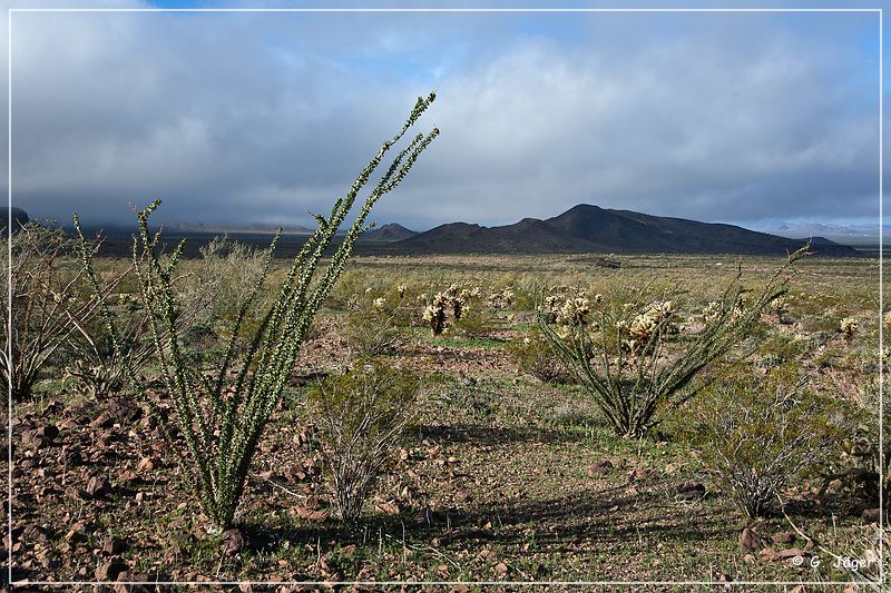 kofa_palm_canyon_17.jpg