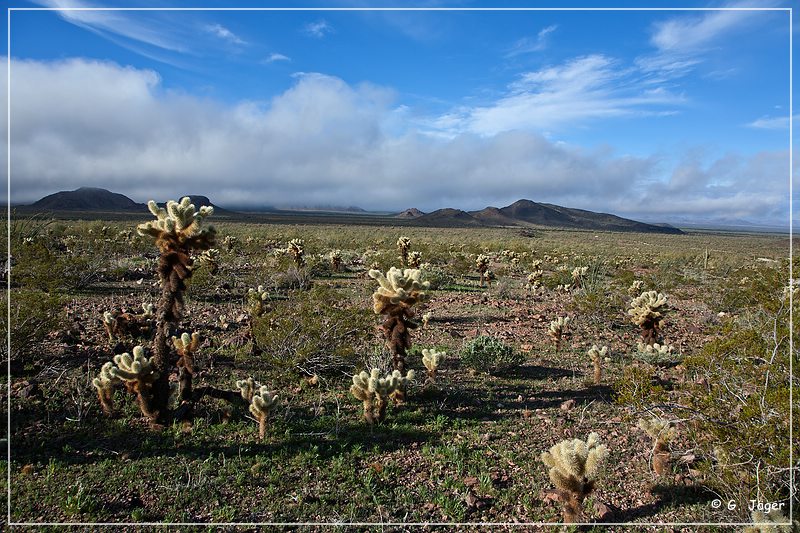 kofa_palm_canyon_18.jpg