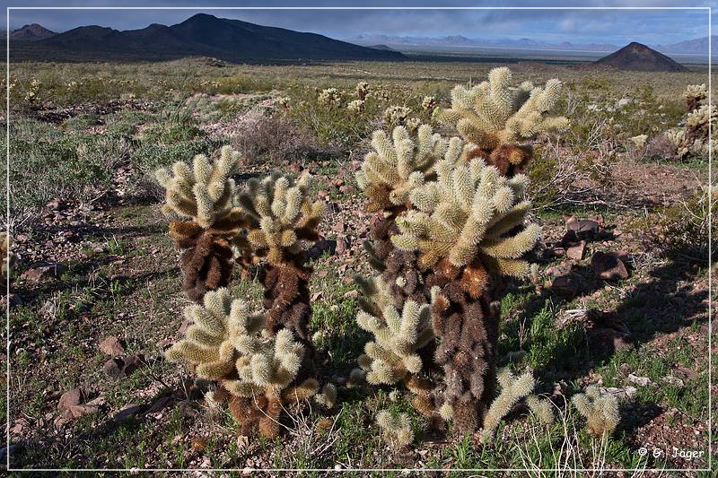 kofa_palm_canyon_19.jpg