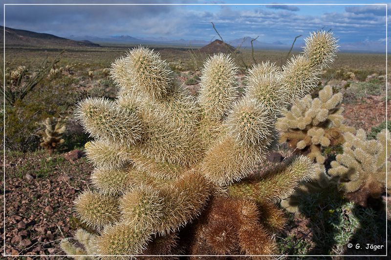 kofa_palm_canyon_20.jpg